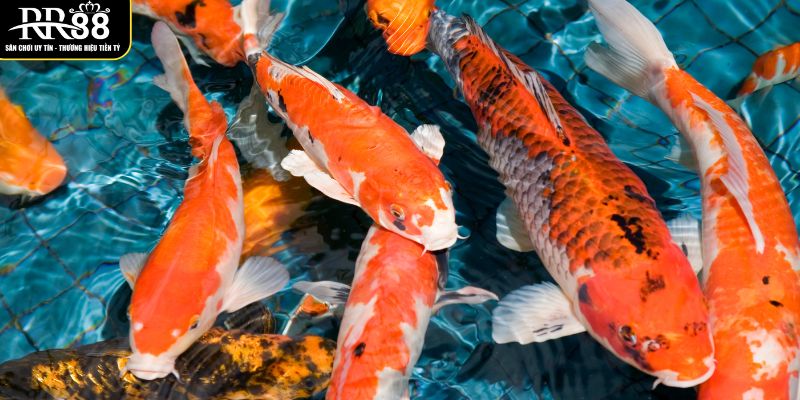 Mơ Thấy Cá - Ý Nghĩa Tâm Linh Và Những Con Số May Mắn y-nghia-tung-truong-hop-mo-thay-ca